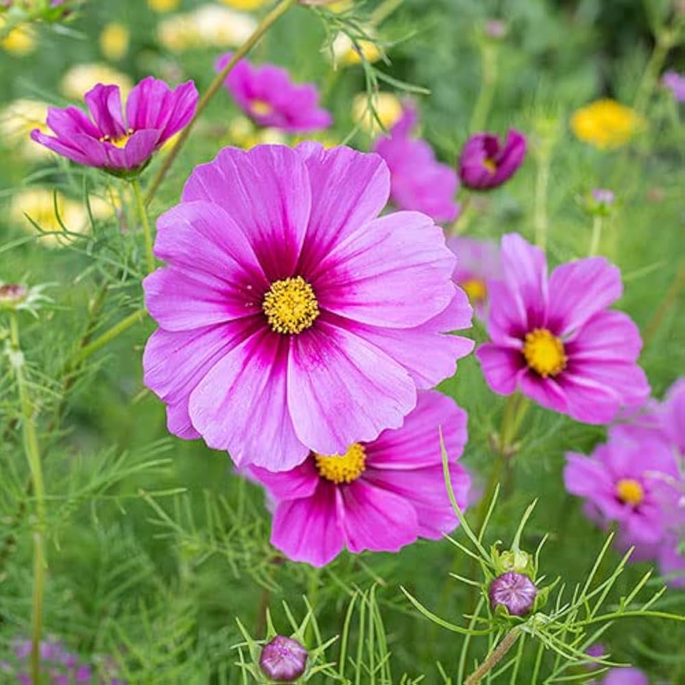 Heirloom Cosmos Bipinnatus Flower seeds for Planting Compact Growth Heirloom & GMO Free Seeds for Home Garden