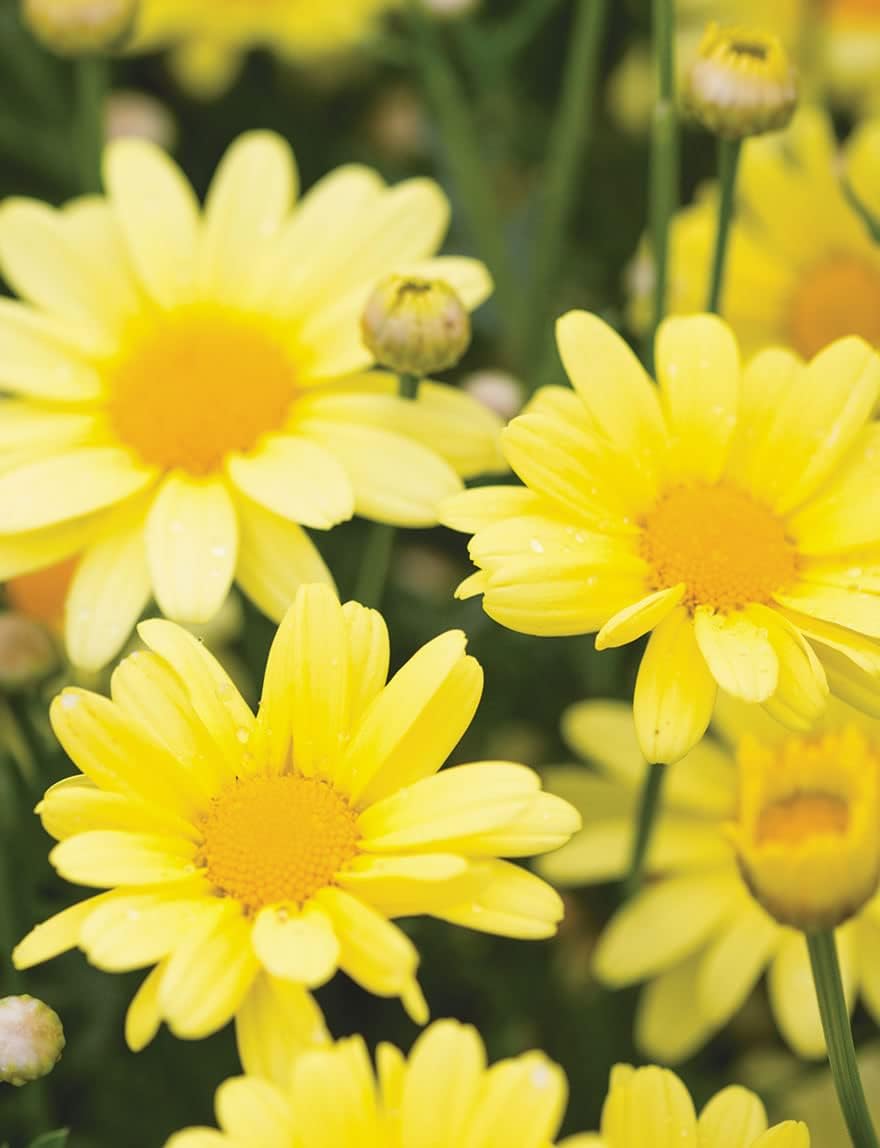 Light Yellow Bellis Perennis Flower seeds for Planting Colorful Display Heirloom & GMO Free Seeds for Home Garden
 
 Sale seeds for home garden planting