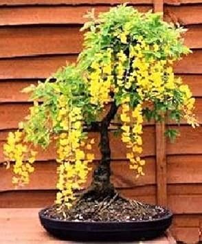 Yellow Ambizu Flower seeds for Planting - Colorful Display, Heirloom & GMO Free Seeds for Home Garden
 
 Sale for planting in home garden.