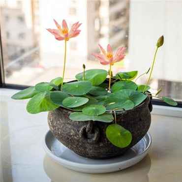 Golden Crown Lotus Seeds – Yellow Center Bloom Aquatic Flower for Garden Ponds