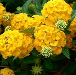 Thick Yellow Hydrangea Flower seeds for Planting Premium Quality Heirloom & GMO Free Seeds for Home Garden
 
 Sale seeds for home garden planting