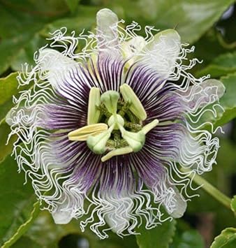 Purple Passion Flower seeds for Planting - Compact Growth, Heirloom & GMO Free Seeds for Home Garden
 
 Sale for planting in home garden.