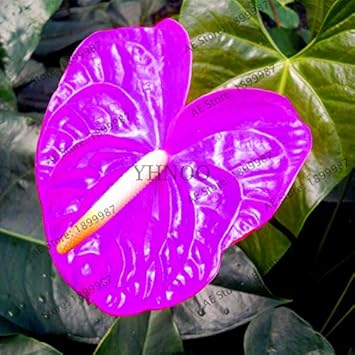 Purple Anthurium Flower seeds for Planting - Drought Tolerant, Heirloom & GMO Free Seeds for Home Garden
 
 Sale for planting in home garden.