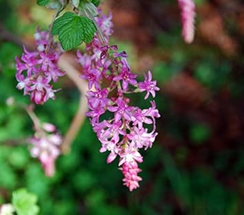 Pink Currant Flower seeds for Planting - Vibrant Colors, Heirloom & GMO Free Seeds for Home Garden
 
 Sale for planting in home garden