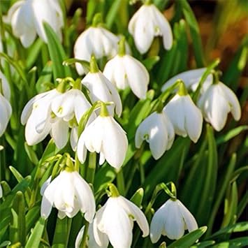White Snowdrop Flower seeds for Planting - Long Bloom Season, Heirloom & GMO Free Seeds for Home Garden
 
 Sale for planting in home garden