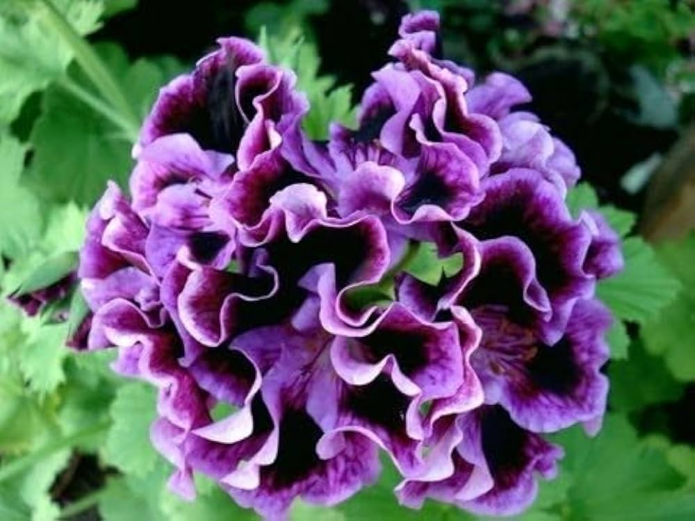 Lila-weiße Pelargonien Blumensamen zum Pflanzen – Hochwertige, traditionelle und gentechnikfreie Samen für den Hausgarten