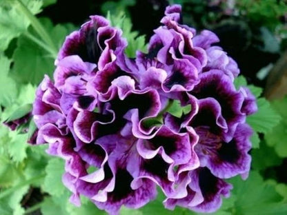 Lila-weiße Pelargonien Blumensamen zum Pflanzen – Hochwertige, traditionelle und gentechnikfreie Samen für den Hausgarten