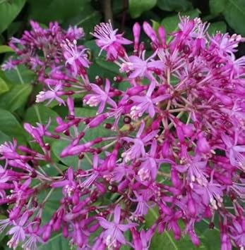Purple Fuchsia Flower seeds for Planting - Seasonal Bloomer, Heirloom & GMO Free Seeds for Home Garden
 
 Sale for planting in home garden.