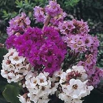 Mixed Bergenia Cordifolia Flower seeds for Planting - Compact Growth, Heirloom & GMO Free Seeds for Home Garden
 
 Sale seeds for planting in home garden