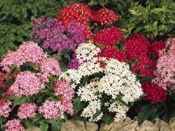 Mixed Star Pentas Flower seeds for Planting - Shade Tolerant, Heirloom & GMO Free Seeds for Home Garden
 
 Sale for planting in home garden.