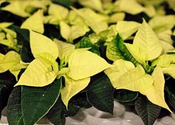 Light Yellow Poinsettia Flower seeds for Planting - Pollinator Friendly, Heirloom & GMO Free Seeds for Home Garden
 
 Sale seeds for planting in home garden