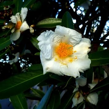 Eggflowers Flower seeds for Planting - Shade Tolerant, Heirloom & GMO Free Seeds for Home Garden
 
 Sale for planting in home garden.