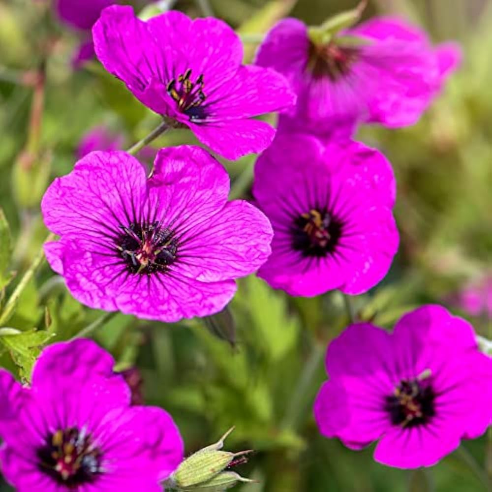 Geranium Subcaulescens Flower Seeds