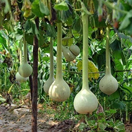 Semi di zucca a fiasco per ortaggi