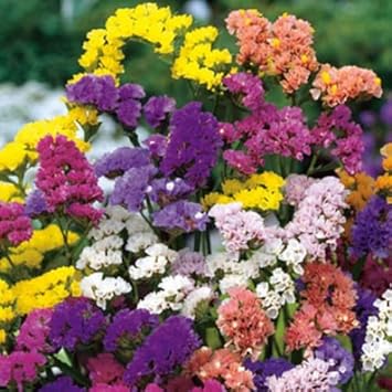 Limonium Flower seeds for Planting Hardy Variety Heirloom & GMO Free Seeds for Home Garden 
 
 Sale for planting in home garden