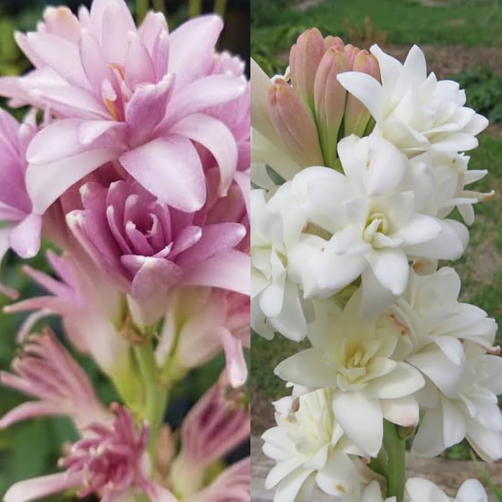 Pink Tuberose Flower  Seeds
