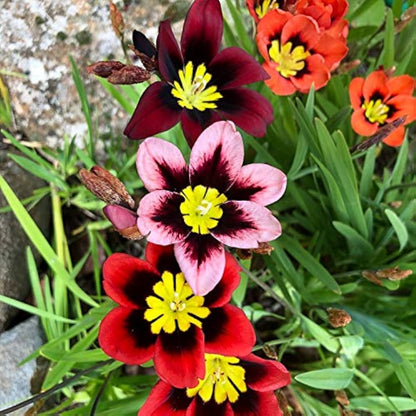 Sparaxis Tricolor 'Orange' Flower Seeds