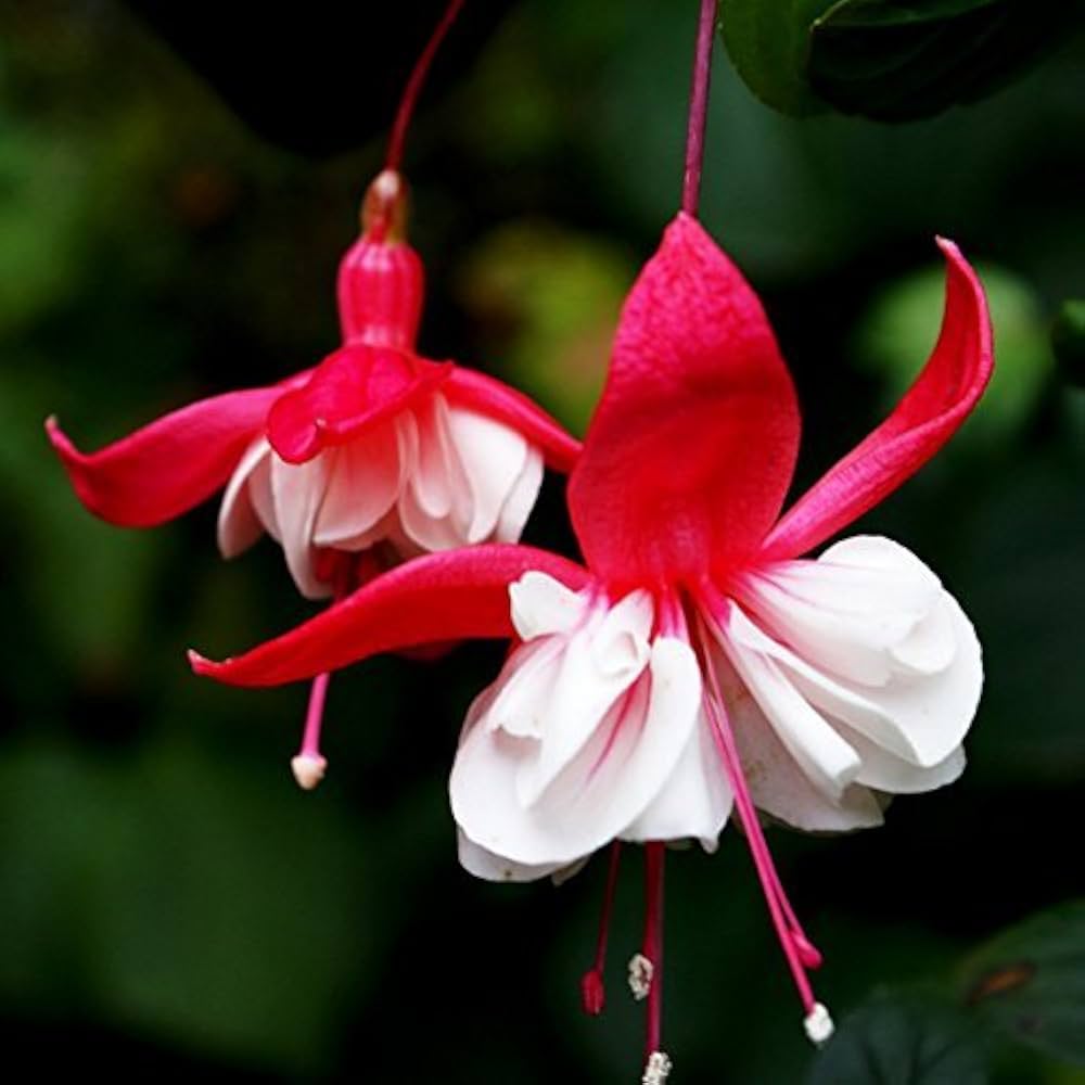 Red White Fuchsia Flower Seeds