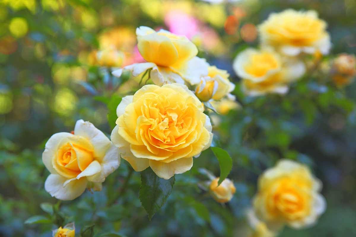 Yellow Rose Flower Seeds