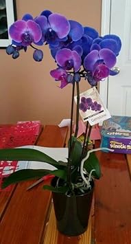 Blue-Purple Phalaenopsis Orchid Seeds Flower seeds for Planting - Perfect for Borders, Heirloom & GMO Free Seeds for Home Garden
 
 Sale for planting in home garden.