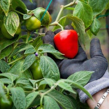 Red Manzano Chili Pepper Vegetable Seeds