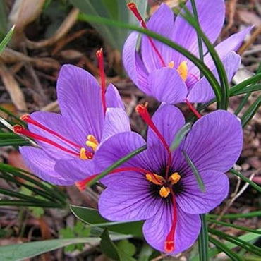 Saffron Flower Seeds