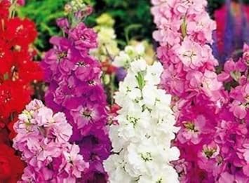Mixed Matthiola Incana Flower seeds for Planting - Bright Blooms, Heirloom & GMO Free Seeds for Home Garden
 
 Sale seeds for planting in home garden