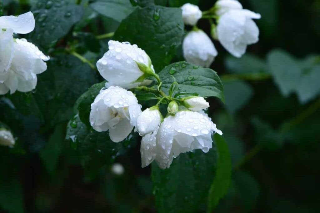 White Flower Pot Flower seeds for Planting - Long Bloom Season, Heirloom & GMO Free Seeds for Home Garden
 
 Sale for planting in home garden