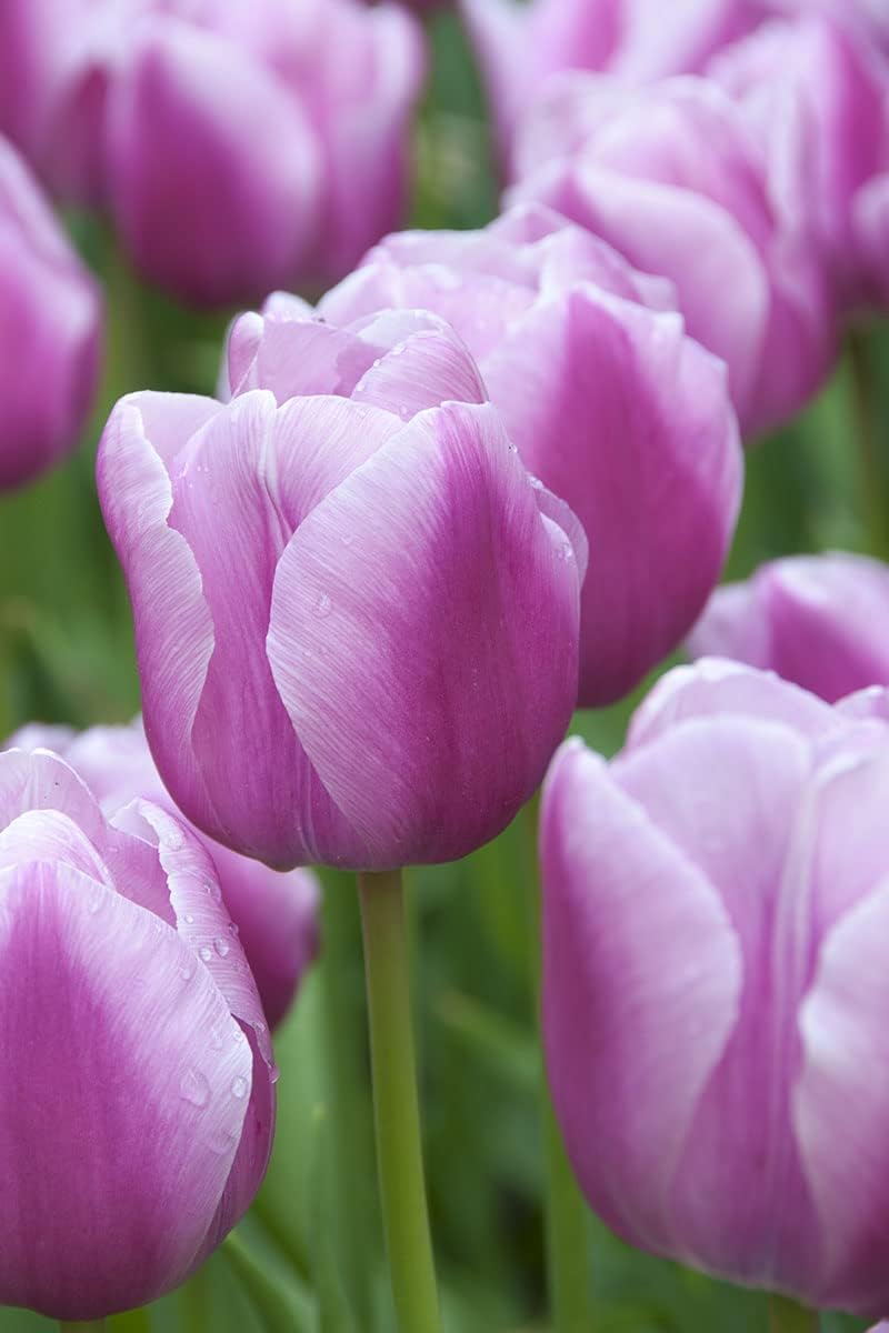 Lavender Tulip Flower seeds for Planting Seasonal Bloomer Heirloom & GMO Free Seeds for Home Garden 
 
 Sale seeds for home garden planting