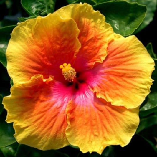 Red Yellow Hibiscus Flower Seeds