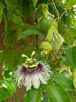 Purple Passiflora Flower seeds for Planting - Cut Flower Favorite, Heirloom & GMO Free Seeds for Home Garden
 
 Sale seeds for planting in home garden