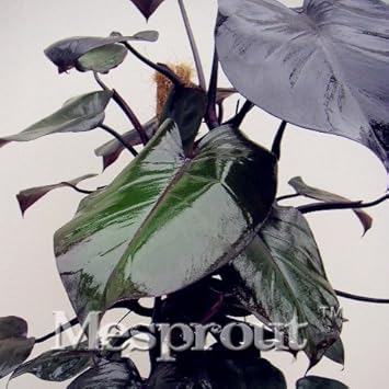 Green Philodendron Erubescens Flower seeds for Planting - Perfect for Borders, Heirloom & GMO Free Seeds for Home Garden
 
 Sale for planting in home garden.