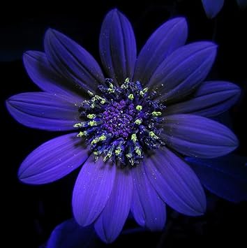 Violet Sunflower Flower seeds for Planting - Pollinator Friendly, Heirloom & GMO Free Seeds for Home Garden
 
 Sale for planting in home garden.