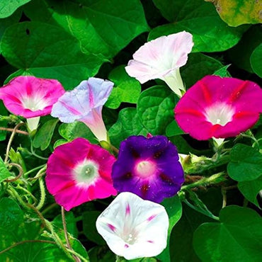 Morning Glory Seeds Mixed Colors Flower Seeds