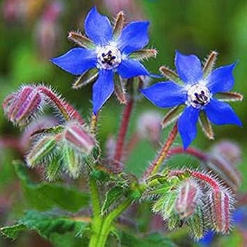 Blue Borage Flower seeds for Planting - Vibrant Colors, Heirloom & GMO Free Seeds for Home Garden
 
 Sale for planting in home garden.