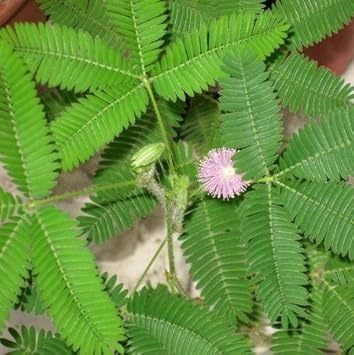 Pink Mimosa Flower seeds for Planting - Garden Favorite, Heirloom & GMO Free Seeds for Home Garden
 
 Sale for planting in home garden