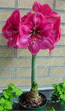 Pink Echte Amaryllis Flower seeds for Planting - Perfect for Borders, Heirloom & GMO Free Seeds for Home Garden
 
 Sale seeds for planting in home garden