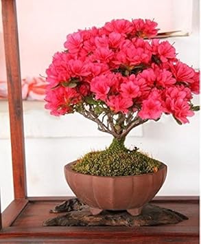 Red Futaba Crape Flower seeds for Planting Pollinator Friendly Heirloom & GMO Free Seeds for Home Garden
 
 Sale seeds for home garden planting
