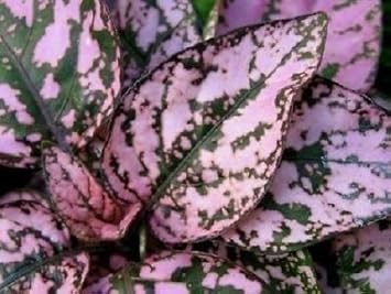 Mix Hypoestes Flower seeds for Planting - Vibrant Colors, Heirloom & GMO Free Seeds for Home Garden
 
 Sale seeds for planting in home garden