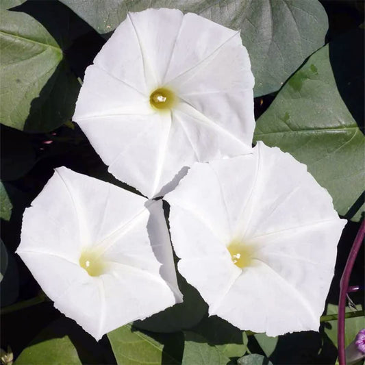 Giant White Moon Vine Flower Seeds