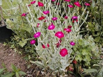 Pink Rose Campion Flower seeds for Planting - Perfect for Borders, Heirloom & GMO Free Seeds for Home Garden
 
 Sale for planting in home garden