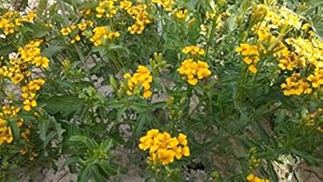 Yellow Tagetes Lemmonii Flower seeds for Planting - Pollinator Friendly, Heirloom & GMO Free Seeds for Home Garden
 
 Sale for planting in home garden