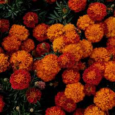 Brighten Your Garden with Non-GMO Marigold Seeds