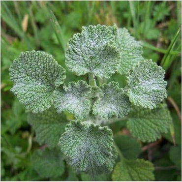 Semillas de marrubio (Marrubium vulgare) Semillas de hierbas