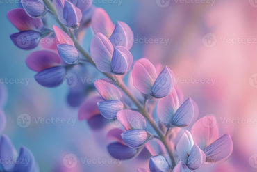 ルピナス野生花の種 ピンク＆ブルー