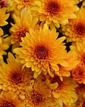 Yellow & Orange Chrysanthemum Flower seeds for Planting - Vibrant Colors, Heirloom & GMO Free Seeds for Home Garden
 
 Sale for planting in home garden.
