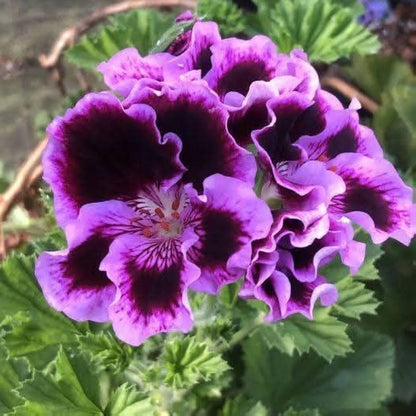 Lila-weiße Pelargonien Blumensamen zum Pflanzen – Hochwertige, traditionelle und gentechnikfreie Samen für den Hausgarten