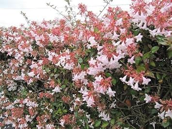 Multi-Colored Abelia Flower seeds for Planting - Sun Loving, Heirloom & GMO Free Seeds for Home Garden
 
 Sale seeds for planting in home garden