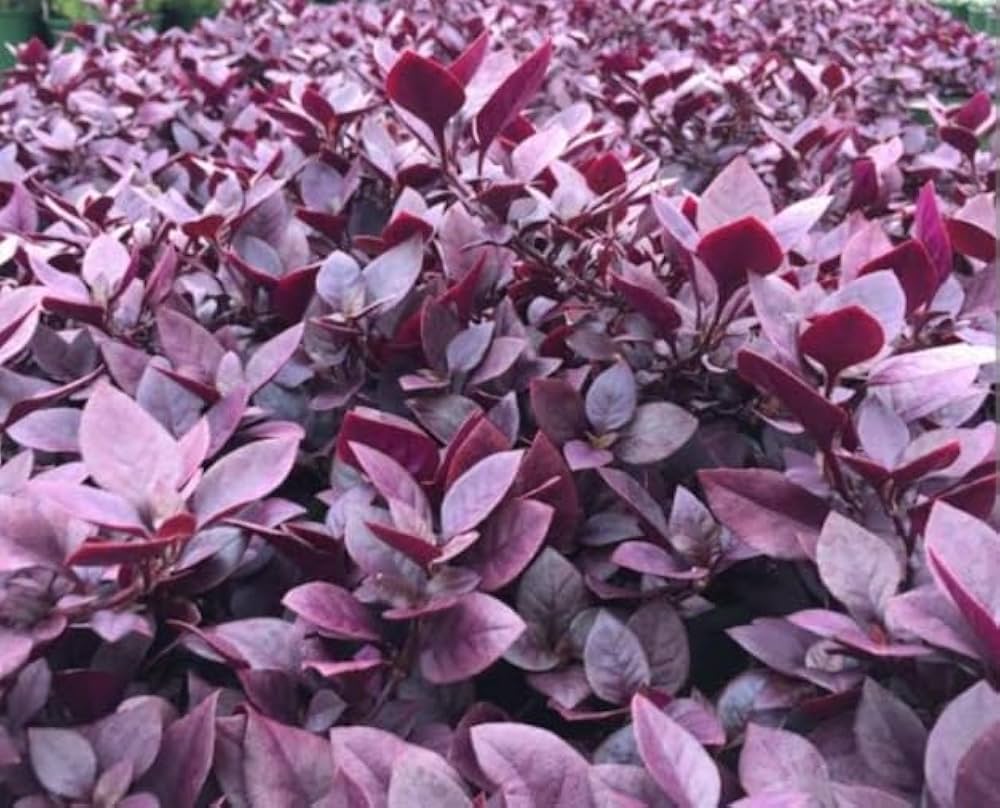 Alternanthera Ornamental Plant Seeds