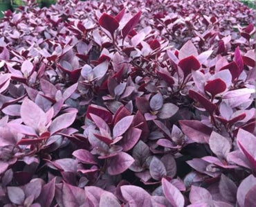 Semillas de plantas ornamentales Alternanthera